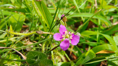 Drosera indica