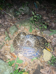 Python bivittatus
