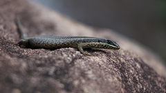 Trachylepis punctatissima