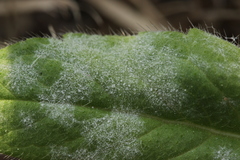Erysiphe knautiae