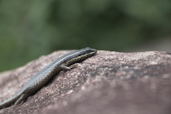 Trachylepis punctatissima
