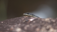 Trachylepis punctatissima