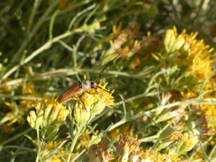 Crossidius suturalis