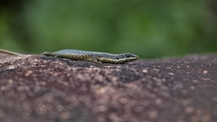 Trachylepis punctatissima