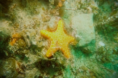 Pentagonaster duebeni