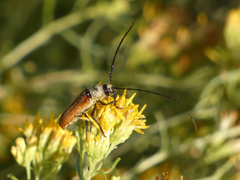 Crossidius suturalis