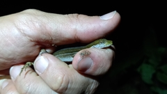 Anolis binotatus