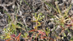 Trichostema brachiatum