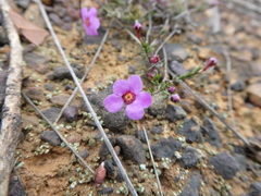 Euryomyrtus ramosissima