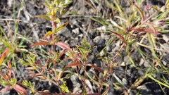 Trichostema brachiatum