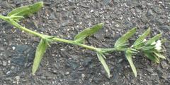 Buglossoides arvensis