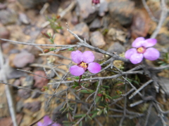 Euryomyrtus ramosissima