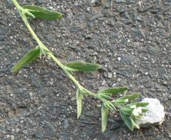 Buglossoides arvensis