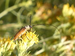 Crossidius suturalis