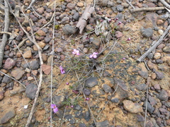 Euryomyrtus ramosissima