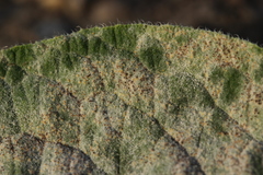 Golovinomyces cynoglossi