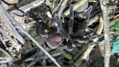 Megaphobema