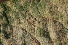 Golovinomyces cynoglossi