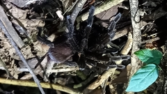 Megaphobema