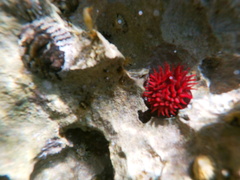 Actinia tenebrosa