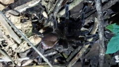Megaphobema