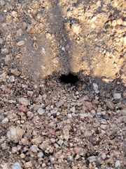 Myrmecocystus melliger