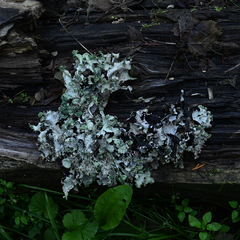 Platismatia tuckermanii