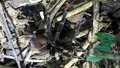 Megaphobema
