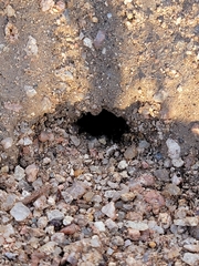 Myrmecocystus melliger