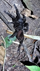Megaphobema