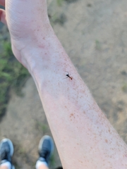 Myrmecocystus melliger