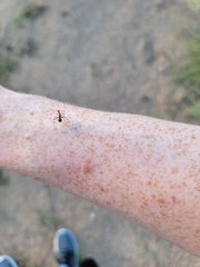 Myrmecocystus melliger