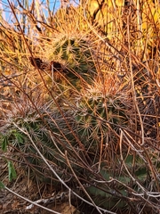 Echinocereus engelmannii engelmannii