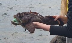 Hemitripterus villosus