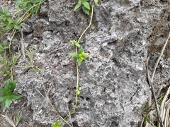 Wollastonia biflora