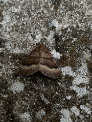 Larentia clavaria