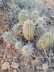 Echinocereus engelmannii engelmannii
