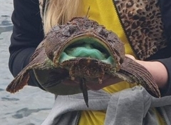 Hemitripterus villosus