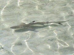 Carcharhinus melanopterus