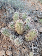 Echinocereus engelmannii engelmannii