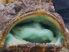 Hemitripterus villosus