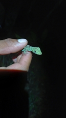 Anolis princeps