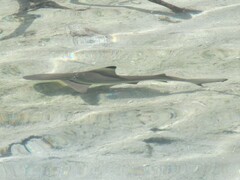 Carcharhinus melanopterus