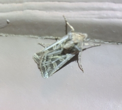 Euxoa divergens