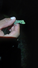 Anolis princeps