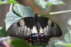 Papilio aegeus
