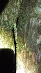 Anolis princeps
