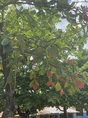 Terminalia catappa