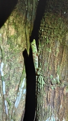 Anolis princeps