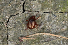 Chrysolina staphylaea